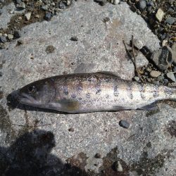 アマゴの味が忘れられず